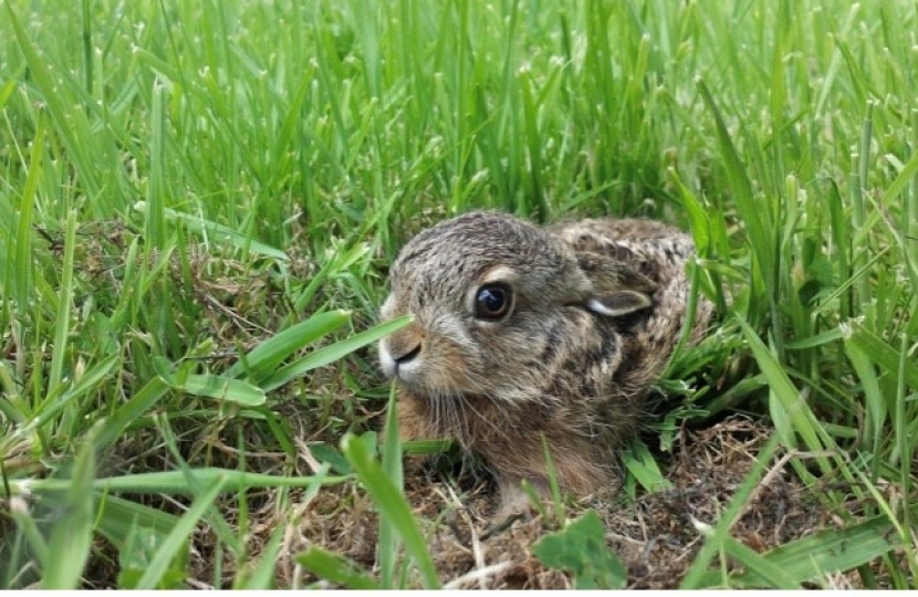 A hare